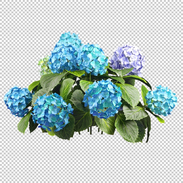 PSD ramo flor floreciente belleza recortada fondo transparente representación 3d