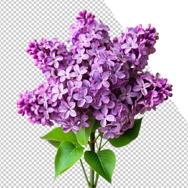 un ramo de flores de color púrpura con hojas verdes