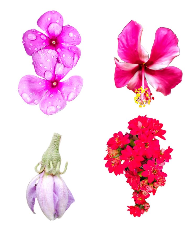 PSD ramo de flores rosas y rojas sobre un fondo blanco cuatro tipos diferentes de flores en un archivo psd