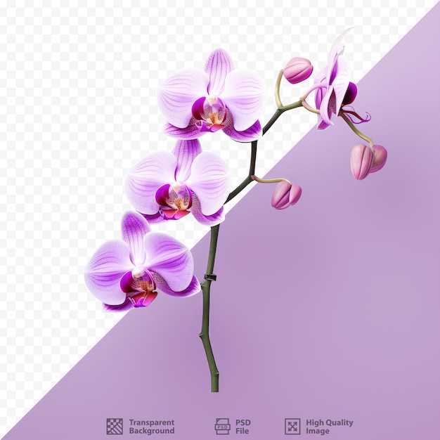 Ramo isolato di orchidea viola con splendidi segni