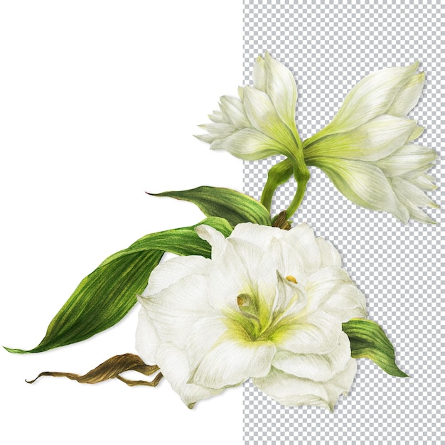 Ramo de lirios blancos. Composición romántica para bodas y San Valentín. Ilustración de acuarela, marco para felicitaciones e invitaciones.