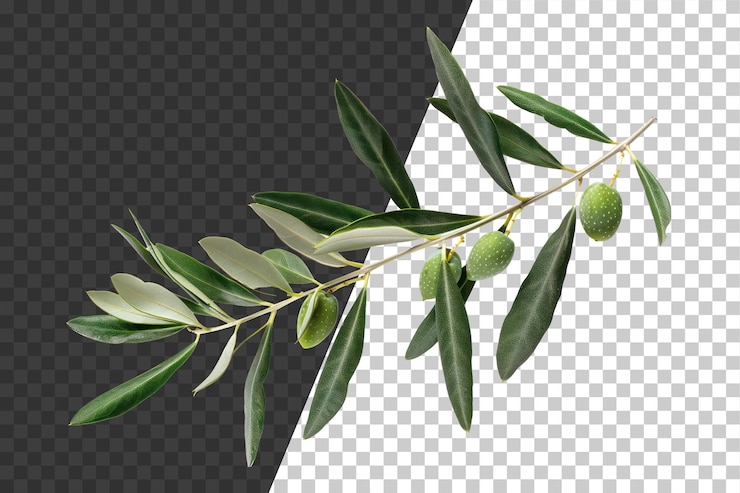 PSD ramo de olivo con aceitunas verdes jóvenes en fondo transparente png