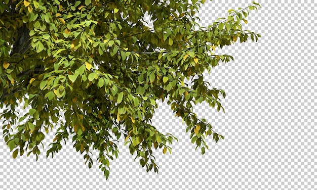 Ramos de árvores cobertos de folhas vibrantes recortados com fundos transparentes renderização 3D