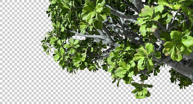 Ramos de árvores tropicais realistas folhagem em fundos transparentes renderização 3D png