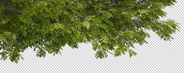 PSD ramos de árvores verdes com muitas folhas de fundo recortado renderização 3d