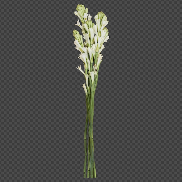 Ramos de flores de tuberosa renderização isolada