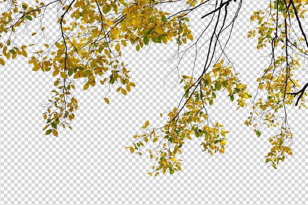 Ramos de outono com folhas amarelas e verdes em um fundo transparente