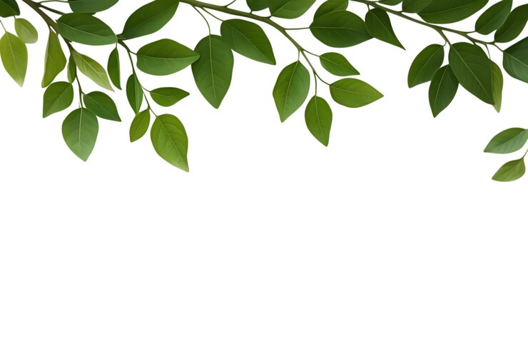 PSD ramos elegantes de folhas verdes em fundo transparente para projetos inspirados na natureza