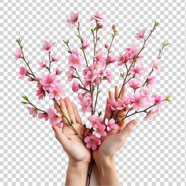 Ramos de flores en manos femeninas aisladas sobre un fondo transparente