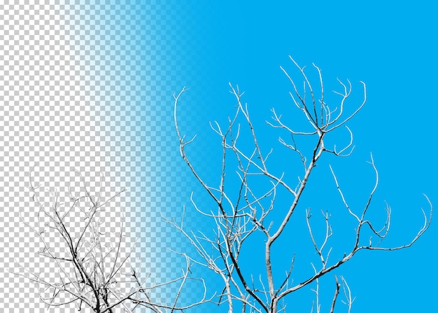 Ramos secos isolados em fundo transparente.