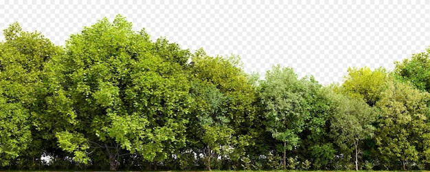 PSD rangée d'arbres isolés sur fond transparent illustration de rendu 3d