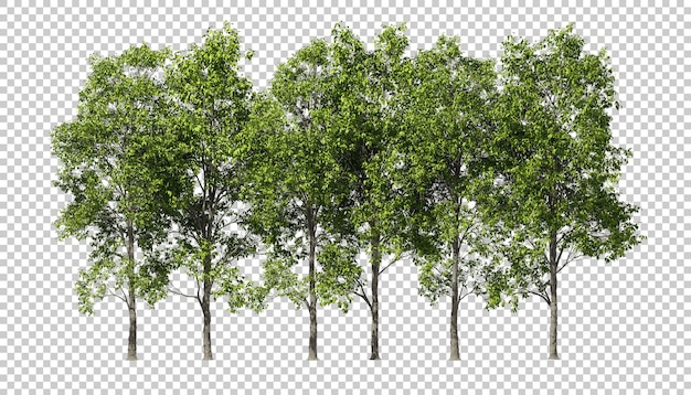 Rangée D'arbres De Verdure De La Jungle Sans Rendu 3d Au Sol