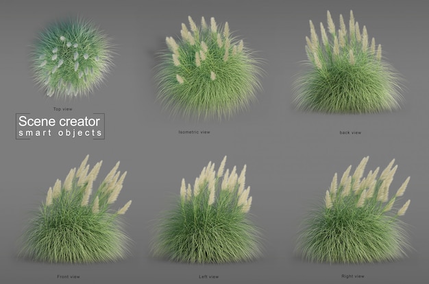 Rappresentazione 3d del colpo nano dell'erba di Pampa