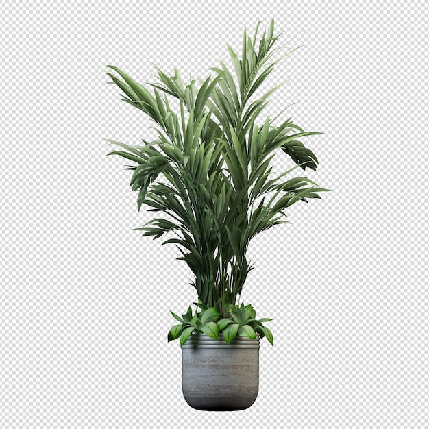 Rappresentazione 3d del pinus canariensis