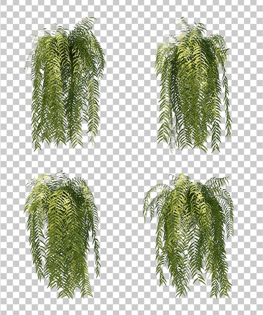 Rappresentazione 3d dell'albero di felce