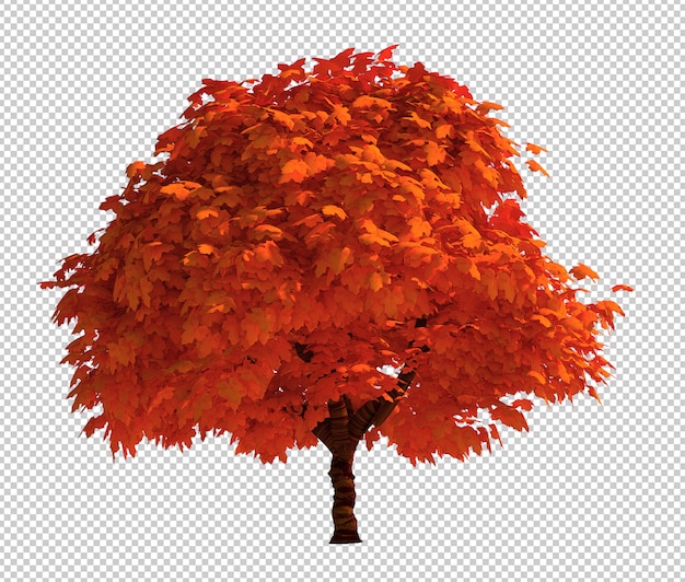 Rappresentazione 3d dell'albero isolato