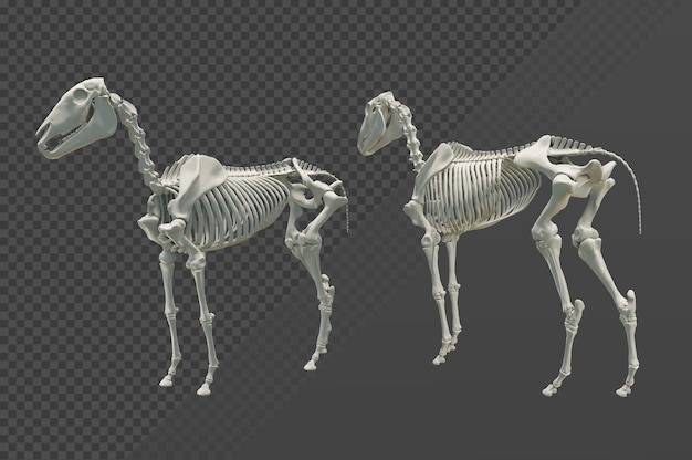 Rappresentazione 3d della vista prospettica dello scheletro del cavallo