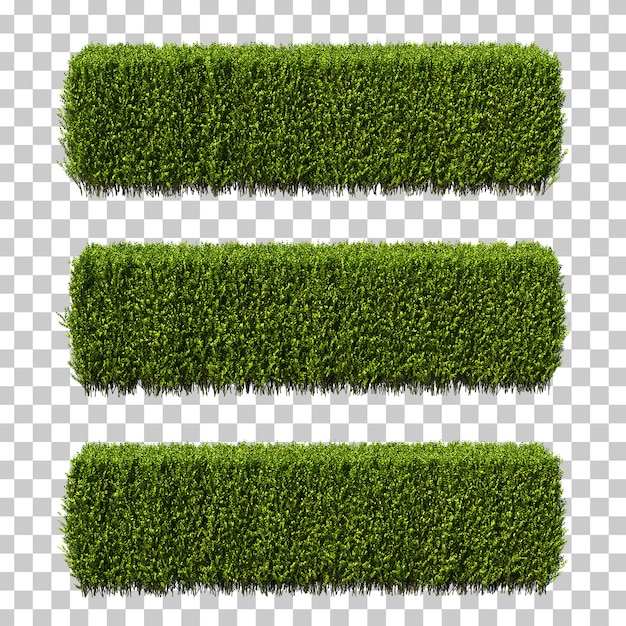Rappresentazione 3d di Buxus microphylla