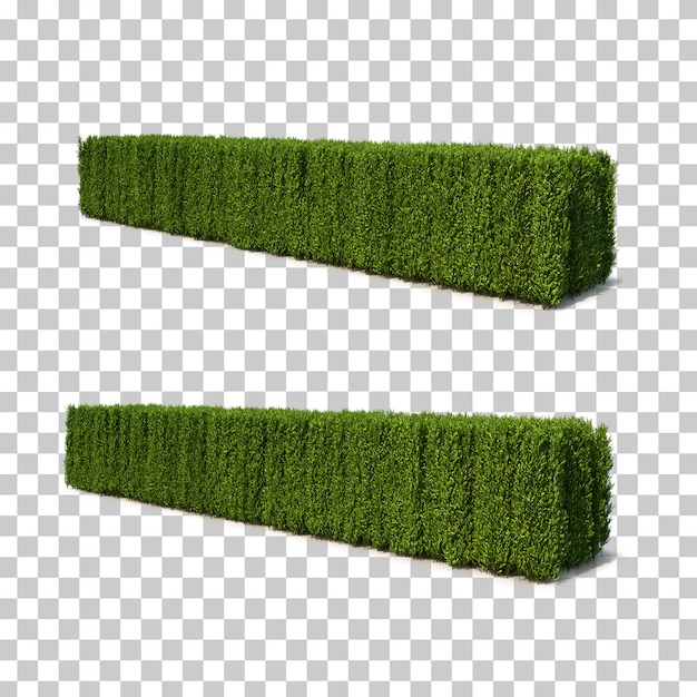 Rappresentazione 3d di Buxus microphylla