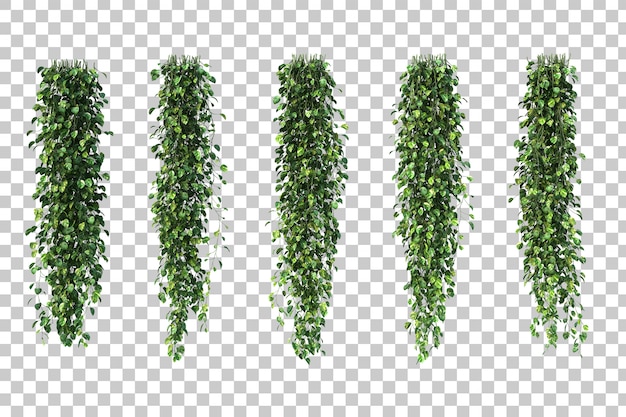 Rappresentazione 3d di Epipremnum aureum