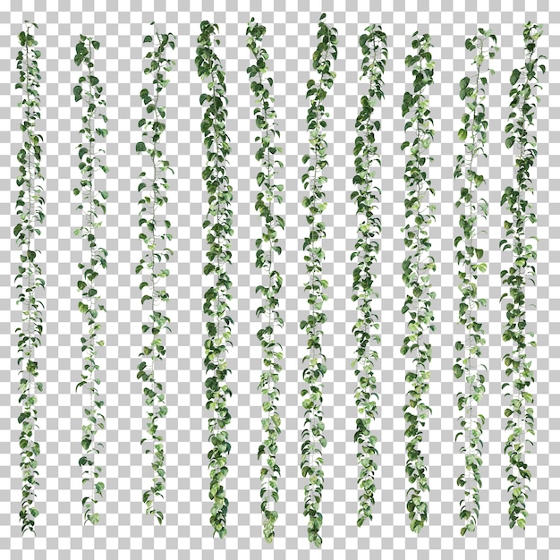 Rappresentazione 3d di Epipremnum aureum