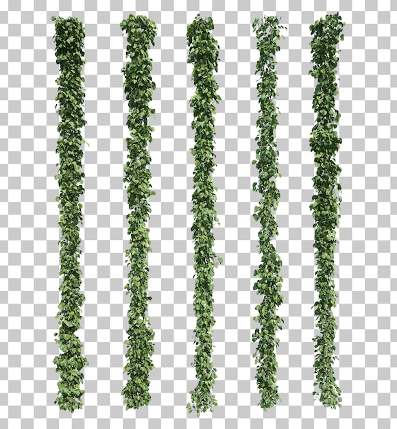 Rappresentazione 3d di Epipremnum aureum