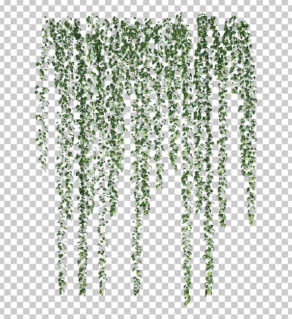 Rappresentazione 3d di Epipremnum aureum