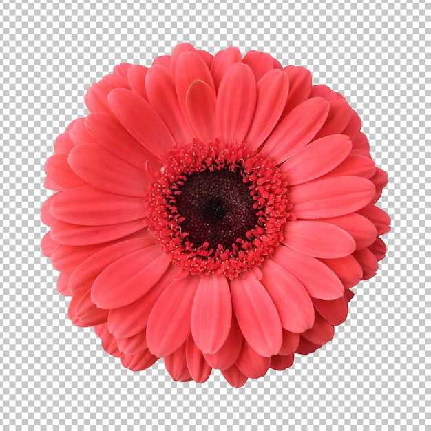 Rappresentazione isolata del fiore della margherita rossa della gerbera