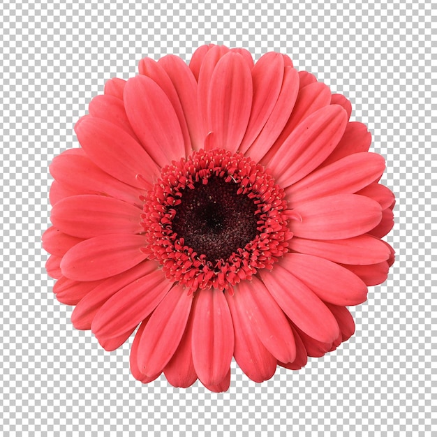 Rappresentazione isolata del fiore della margherita rossa della gerbera