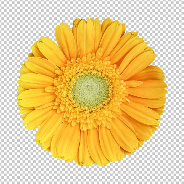 Rappresentazione isolata del fiore giallo della gerbera