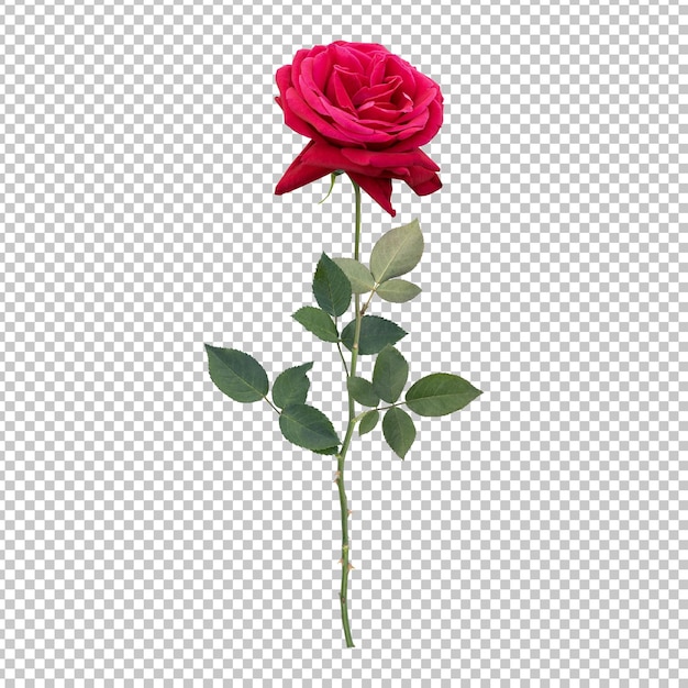 rappresentazione isolata del gambo del fiore di rosa