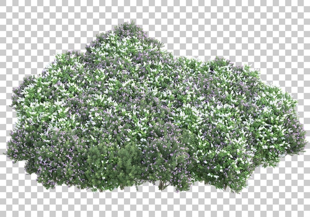 Rasen auf transparentem Hintergrund 3D-Darstellung