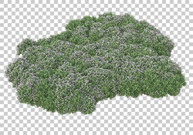 Rasen auf transparentem Hintergrund 3D-Darstellung