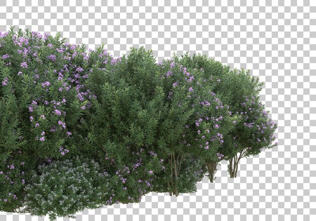 Rasen auf transparentem Hintergrund 3D-Darstellung