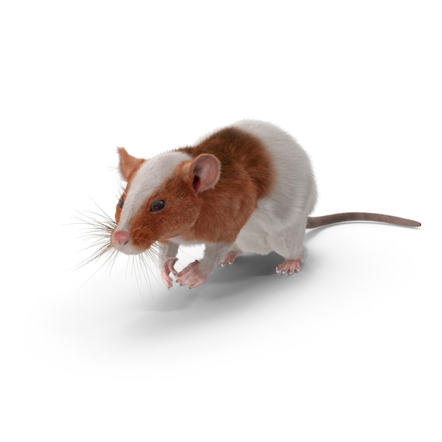 Rat brun et blanc avec de longues moustaches