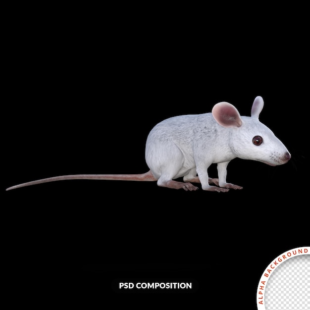 PSD rato branco renderização em 3d