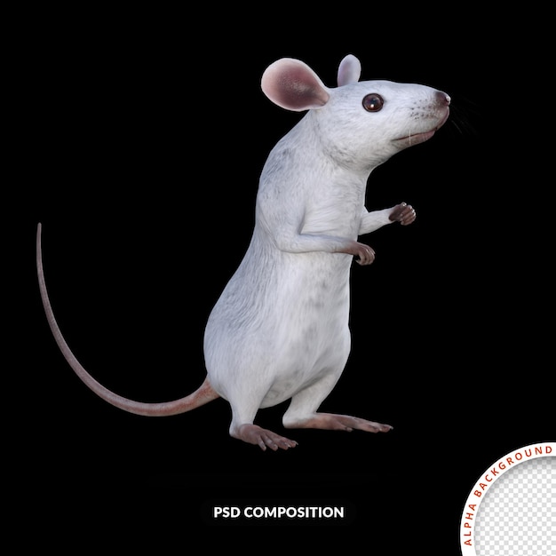 PSD rato branco renderização em 3d