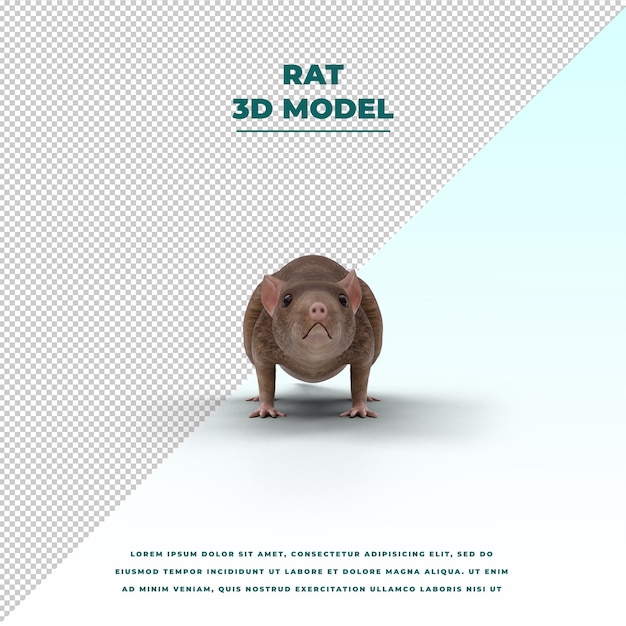 Ratto isolato
