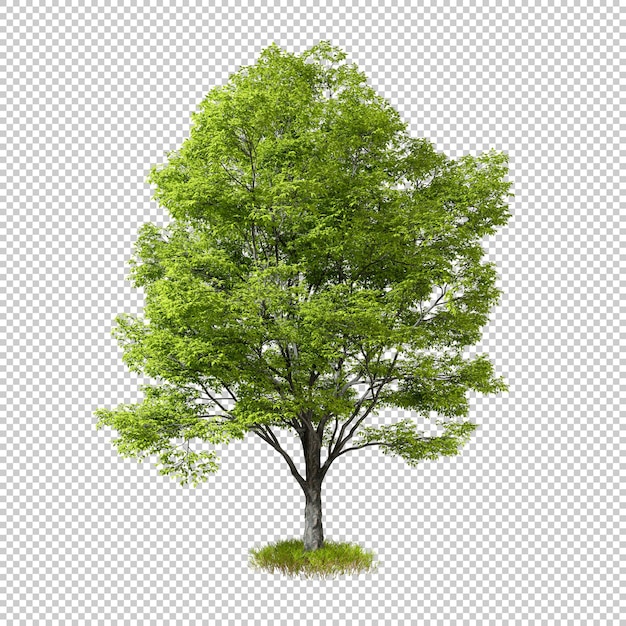 Árbol verde aislado sobre fondos transparentes renderizado 3d