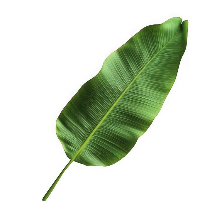 Realismo de una hoja de plátano verde vibrante aislada sobre un fondo blanco