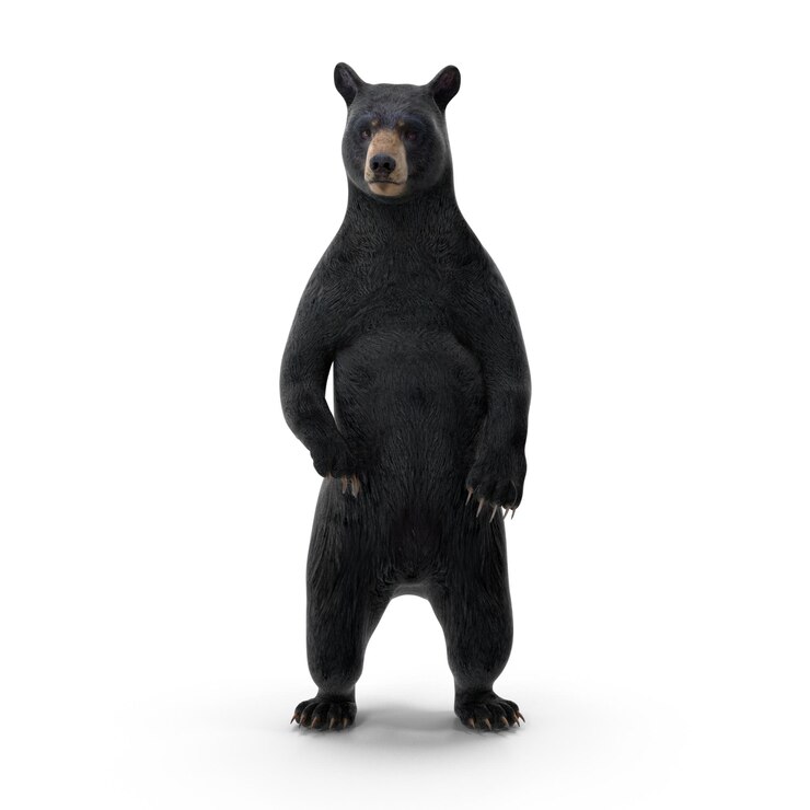 PSD realista 3d de pie oso negro archivos psd detallada de la vida silvestre y el arte de los animales
