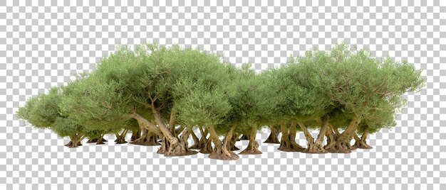 Realista bosque verde aislado en el fondo ilustración de renderización 3D