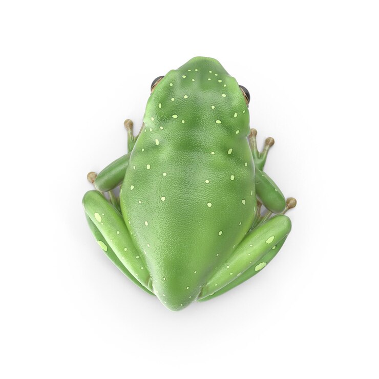 PSD realistas 3d green tree frog psd arquivos detalhados de vida selvagem e arte anfíbia