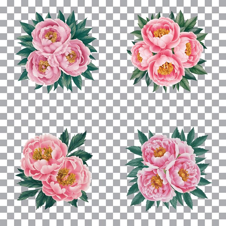 PSD realistas flores de peonía rosa con hojas verdes conjunto de 4 ilustraciones florales de png en fondo transparente