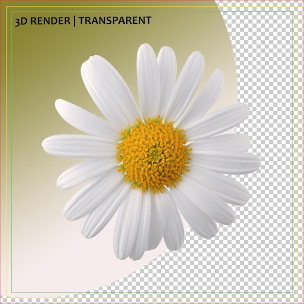 Realistic 3D Render of a Daisy Flower with Transparent Background
