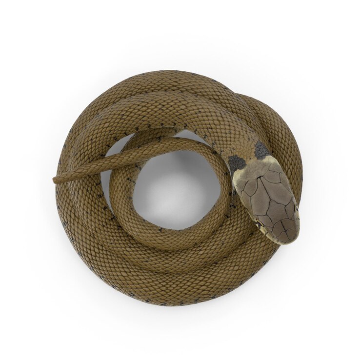 PSD realistic 3d ringed snake brown coiled psd files detailed wildlife and reptile art