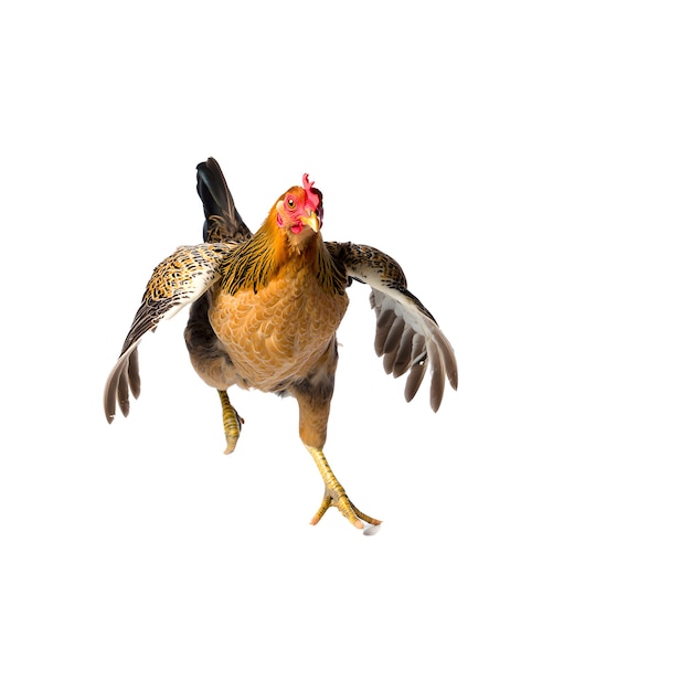 Realistic chicken in a white background
