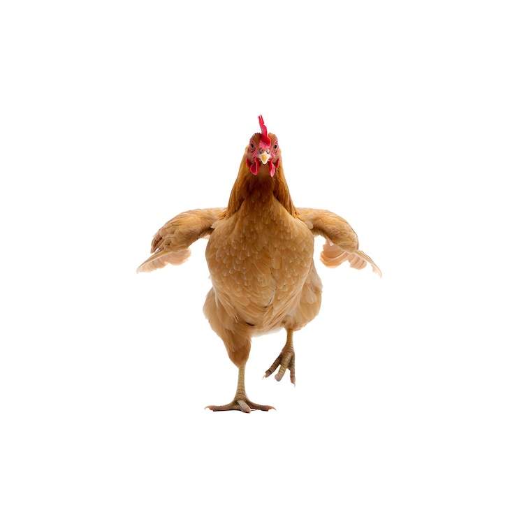 PSD realistic chicken in a white background