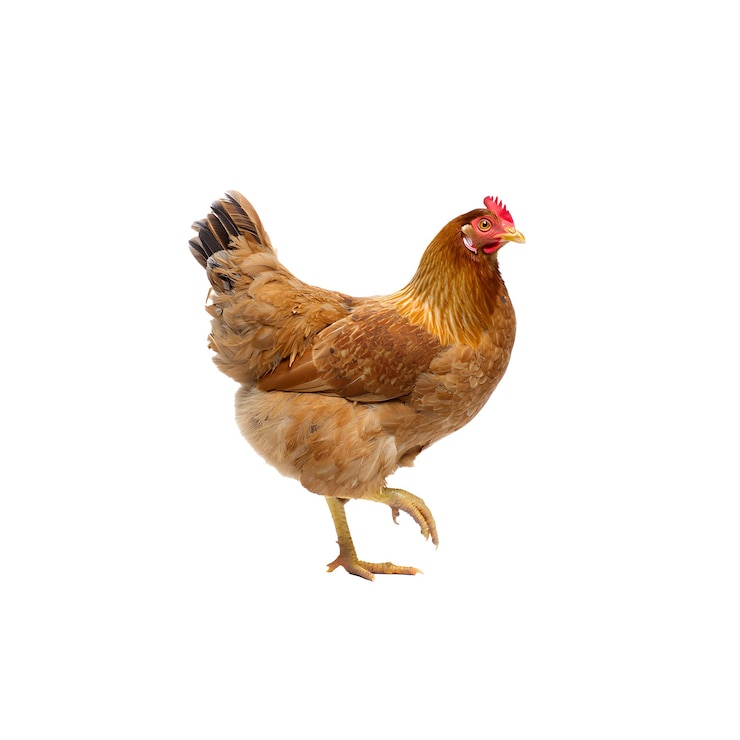 PSD realistic chicken in a white background