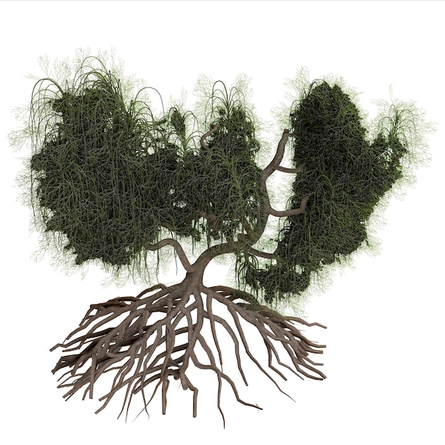 Realistic depiction of a weeping willow tree with exposed roots